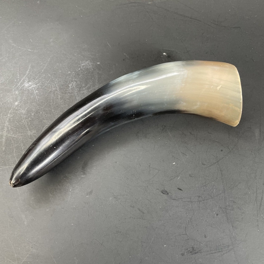 1 Polished Cow Horn Natural‎ Colored Approximately 7"